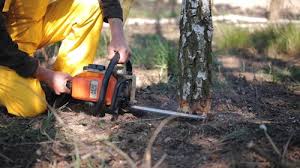 Best Arborist Consultation Services  in Dunnigan, CA