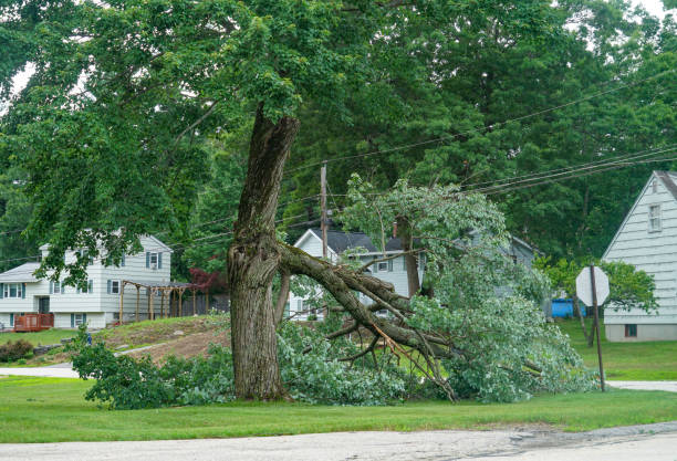 Best Emergency Tree Removal  in Dunnigan, CA