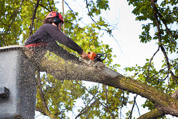 Best Tree Trimming and Pruning  in Dunnigan, CA